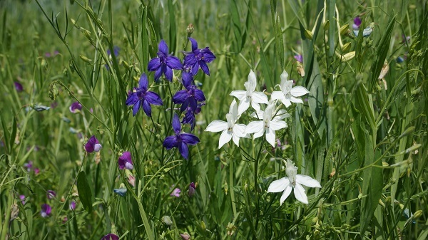 Gewöhnlicher Feldrittersporn (Consolida regalis)