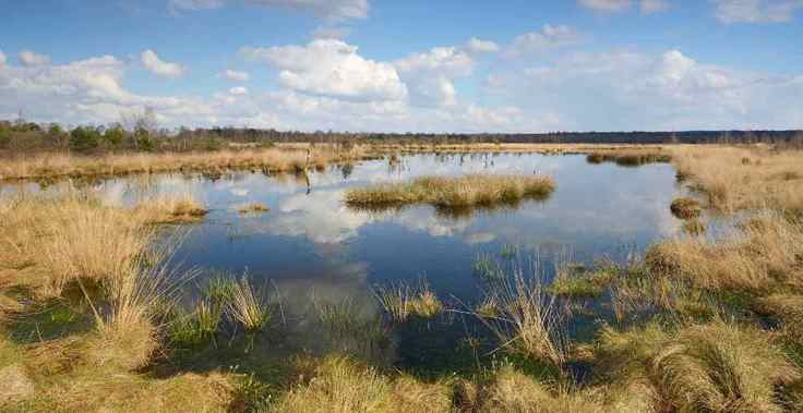 Moorlandschaft im Bourtanger Moor