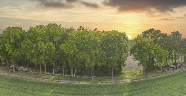 Blick auf einen Wald und ein Großsteingrab im Geopark Terra.Vita