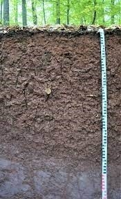 Das Bild zeigt den Boden des Jahres, den Pelosol