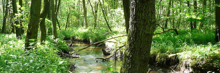 Blick in den Wald
