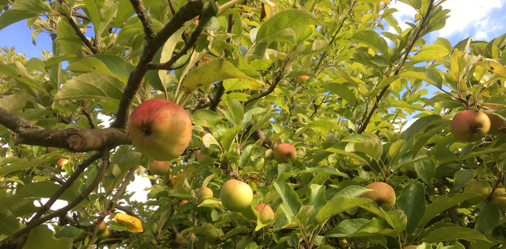 reife Äpfel am Baum