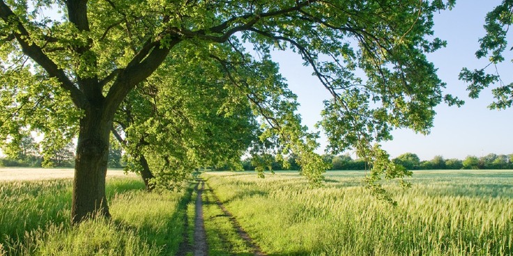 Themenfoto Niedersächsischer Weg - Feldweg