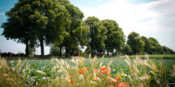 Themenfoto Niedersächsischer Weg