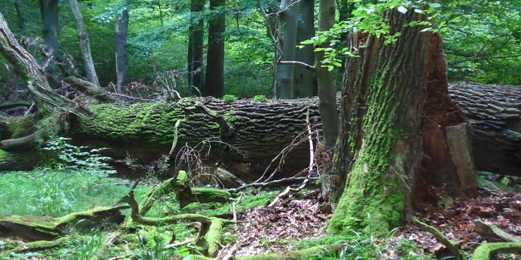 Themenfoto Niedersächsischer Weg Baum im Beienroder Holz