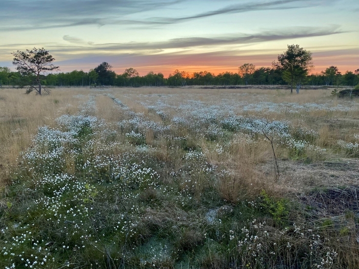 Moor im Sonnenaufgang