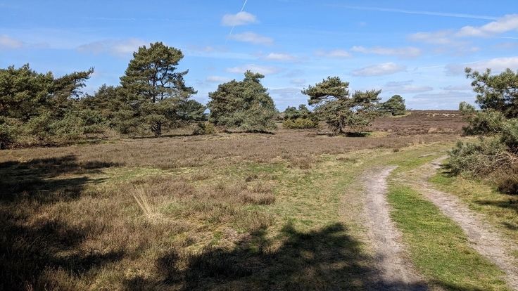 Die Itterbecker Heide im Westen der Betreuungskulisse der ÖGE beherbergt ein großes und bedeutsames Vorkommen der Zauneidechse (Lacerta agilis).