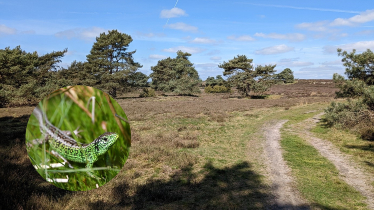 Die Itterbecker Heide im Westen der Betreuungskulisse der ÖGE beherbergt ein großes und bedeutsames Vorkommen der Zauneidechse (Lacerta agilis).