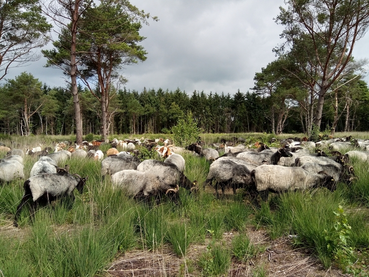 Pflegebeweidung mit Schafen und Ziegen im NSG Huvenhoopsmoor