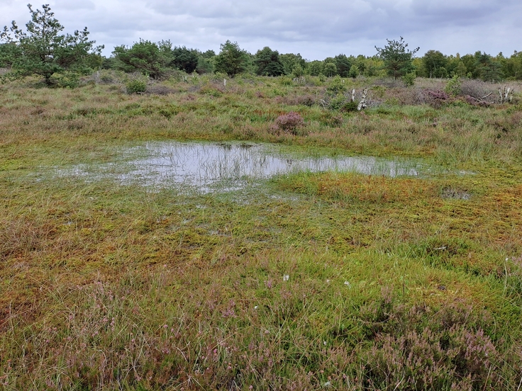 Naturnahes Hochmoor