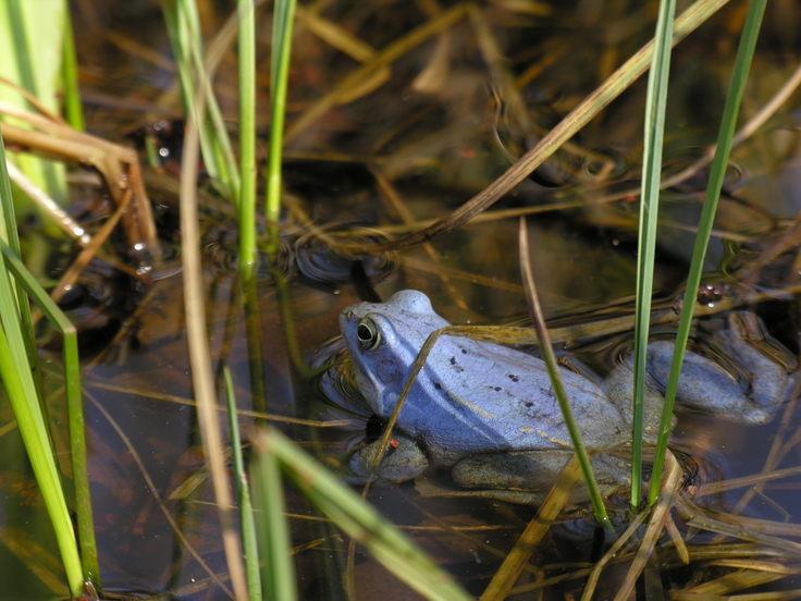 Moorfrosch