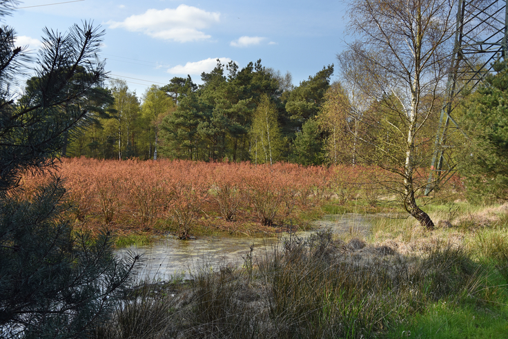 Moorlandschaft in Niedersachsen
