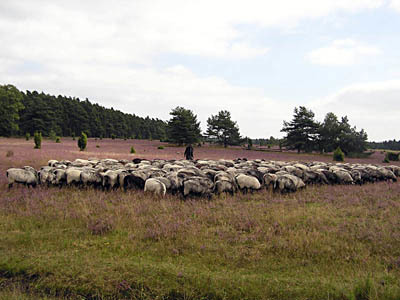 Heidschnucken mit Schäfer