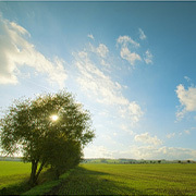 Baum auf einem Feld in Niedersachsen