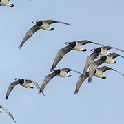 Nonnengänse im Flug