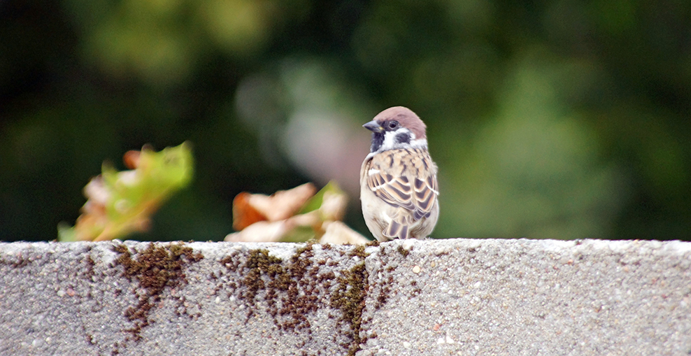 Naturschutz in der Stadt
