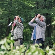 Zwei Forstwissenschaftler beobachten den Kronenzustand mit Ferngläsern