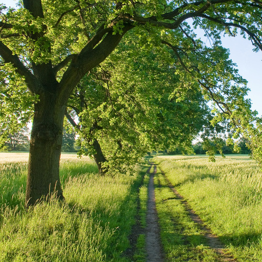 Niedersächsischer Weg