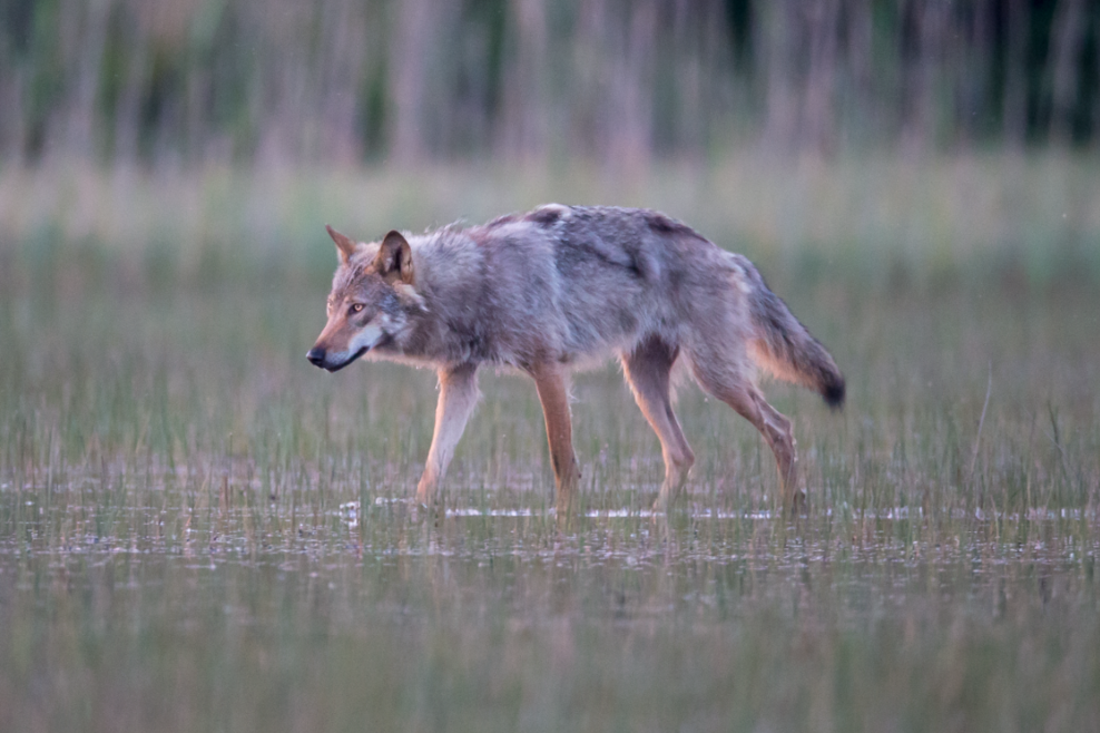 Wolf im Wasser