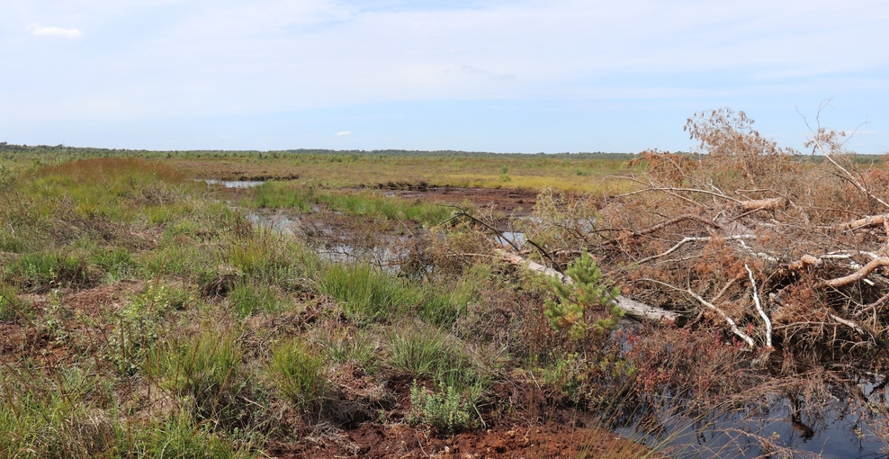 Zu sehen ist eine vernässte Moorlandschaft mit Pfützen und Gräsern