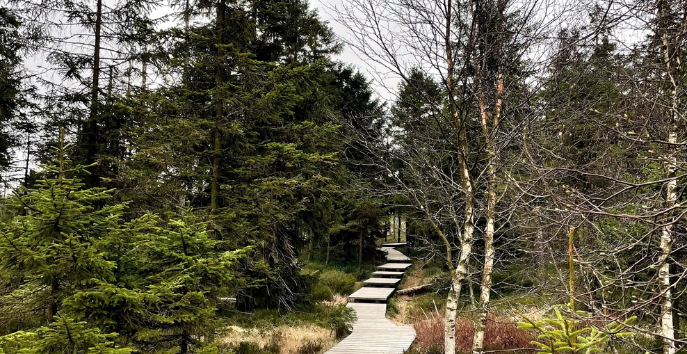 ein Holzweg durch den Wald, am Rand des Weges sind grüne Bäume und Birken ohne Blätter