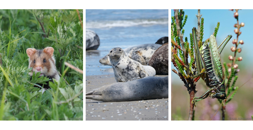 Collage aus drei Bildern. Bild 1: Feldhamster in Gras. Bild 2: Kegelrobbe an Strand. Bild 3: Heideschrecke an Ast.
