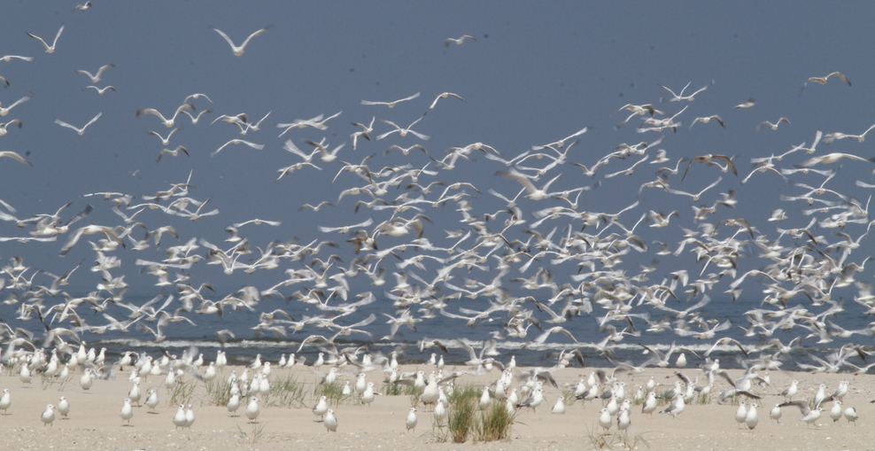 Ein Schwarm Möwen am Wattenmeer