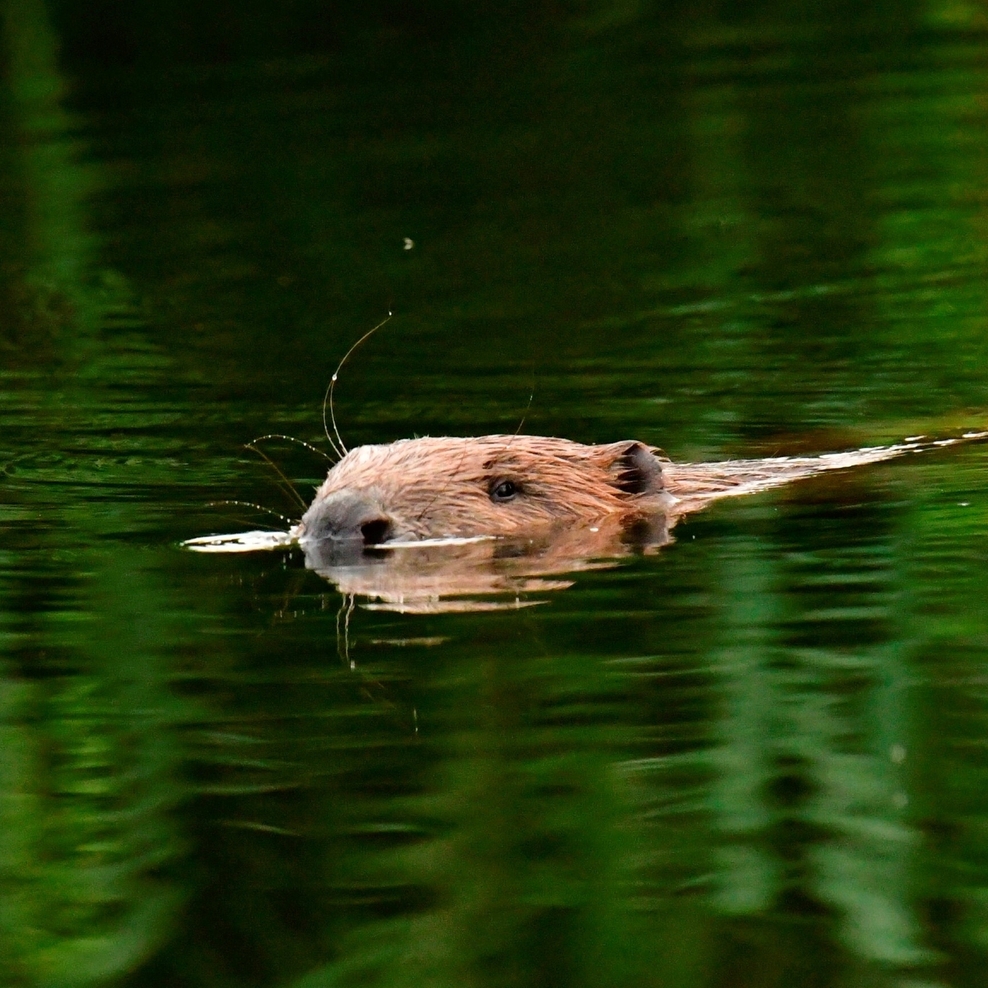 Schwimmender Biber im Wasser. Der Kopf guckt raus.