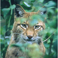 Luchs hinter Blättern