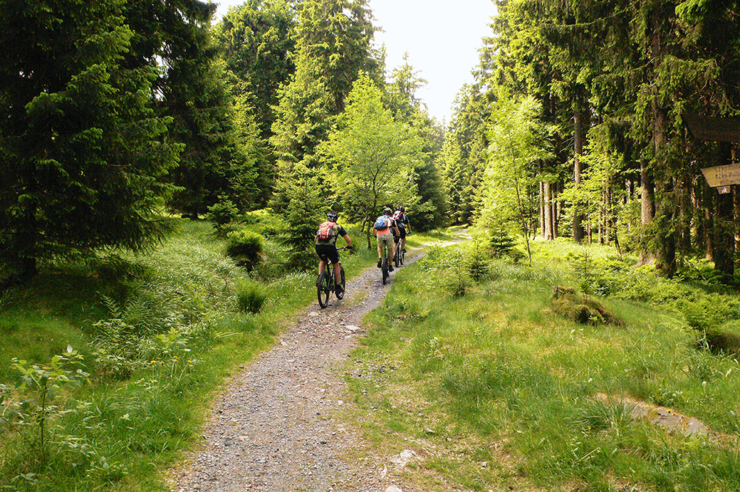 Drei Mountainbiker fahren durch einen grünen Wald (Harz)