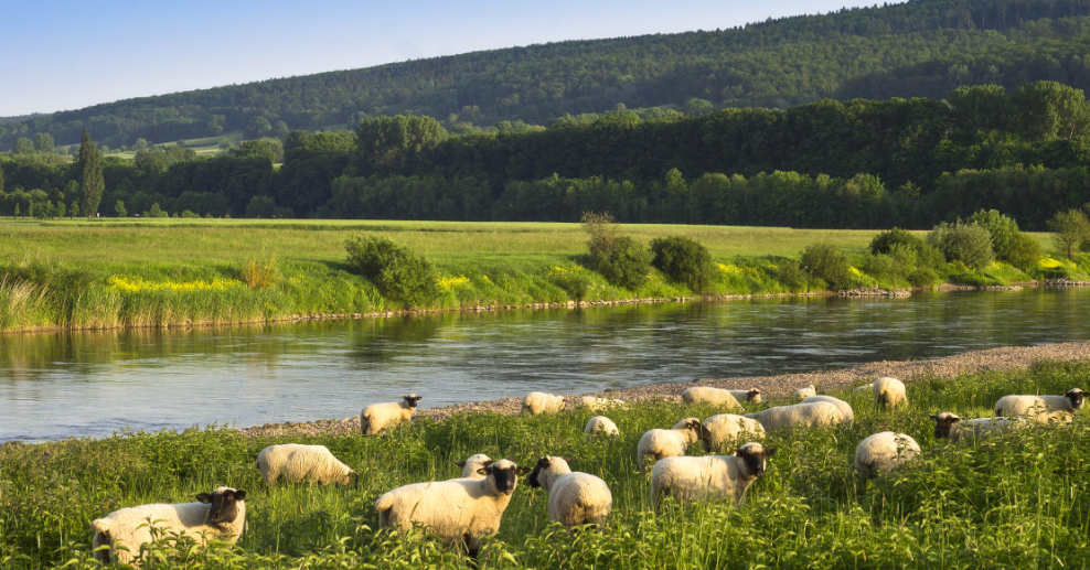 Schafe liegen an der Weser